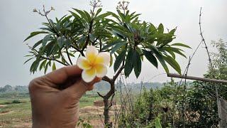 My Champa plant  you should grow Plumeria  champa [upl. by Dumm]