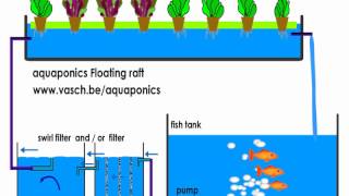 Aquaponics Floating Raft system [upl. by Sheedy]