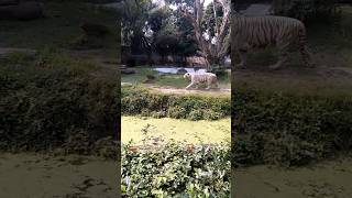 Tiger King 🐅 Growling Sound  Tiger Roar Sound  Must Watch Animal Lover tiger Wildlife Shorts [upl. by Ollayos]