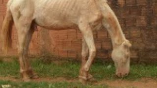 CjcNews HOMEM BATE EM CAVALO QUE É SEU GANHA PÃO [upl. by Peppy]