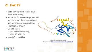 Learn NGFNGF Beta in 3 minutes  Betanerve growth factor [upl. by Giulietta]