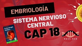 CAP 18SISTEMA NERVIOSO CENTRALEMBRIOLOGÍA MÉDICA DE LANGMANRESUMENPODCASTAUDIO [upl. by Gnus788]