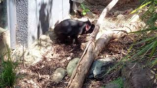 Diablo de Tasmania en Taronga Zoo [upl. by Turnheim]