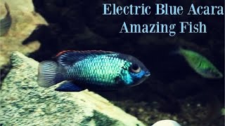 Electric Blue Acara Amazing Fish [upl. by Einhpad]