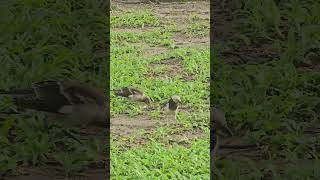 Blackcollared starling Birds beautifulbird birds birdsounds bird nature birdsoun myna [upl. by Shepherd]