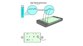 Chapter 3  Cell structure and functions  Part 6  Electrophoresis  Sindh Text Board [upl. by Hetti]