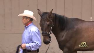 Learning to Use The Dually Halter [upl. by Mcfarland614]