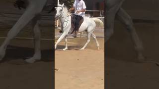 White Horse riding canter shorts fyp arabianhorse [upl. by Wilburt741]