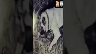 Kangal attacks big black wolf [upl. by Sivi]