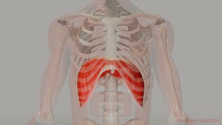 The Movement of the Diaphragm 3D Anatomy [upl. by Maze]