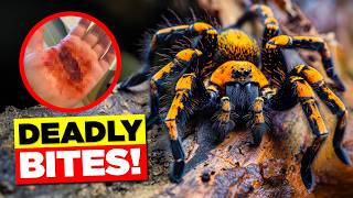 10 Most Dangerous SPIDERS You Should Avoid [upl. by Ryann276]