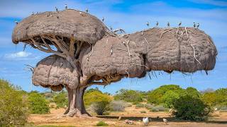 15 Most Amazing amp Largest Nests in The Animal World [upl. by Serdna]