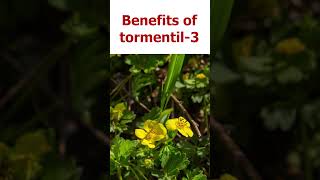 टॉरमेंटिल के लाभ 3ashamindfulliving plants ayurveda farming ayurvedicherbs [upl. by Nawd]