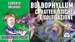 Come si coltiva il Bulbophyllum [upl. by Ekusuy]