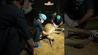 NilGai Rescue  Meerut Uttar Pradesh  Gokul Dham Mahatirth [upl. by Dituri]