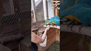 papuga ara araraunamacaw parrot birds parrot macaw aviary animals pets cute papuga ara [upl. by Bainter]