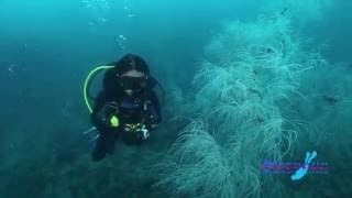 SS Yongala Wreck  Adrenalin Snorkel amp Dive [upl. by Ojimmas]