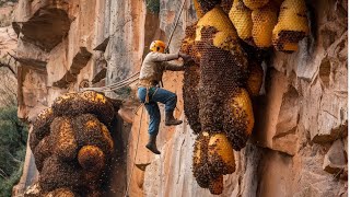 How to harvest wild honey in the mountains [upl. by Dyolf982]