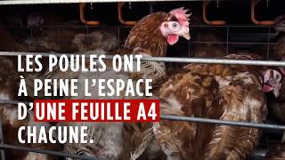 Giraudet stop aux œufs de poules en cage [upl. by Oiram972]