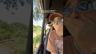 travel to Sri Lanka 🇱🇰 safari in yala national park 🏞️ Sri Lanka srilankatraveltourism [upl. by Uaeb]