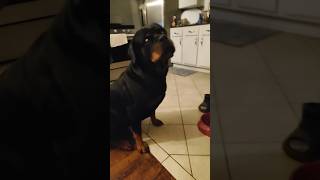 Dinner time for Perla 🍚🍲🦴♥️ music food 2024rottweiler pedigree bulldog viral [upl. by Atteloc]