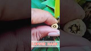 Sapodilla  Chiku  flower Hand pollination shortfeed greennature trendingshorts youtube [upl. by Charlton]