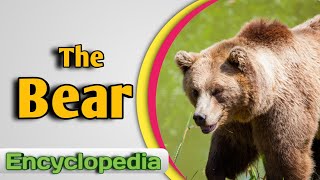 The Bear – Audio  Video Encyclopedia [upl. by Uaeb781]