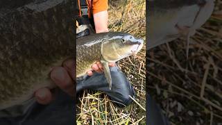 Gran barbo de Graells Luciobarbus graellsii barbel barbelfishing luciobarbusgrarllsii barbo [upl. by Muirhead]