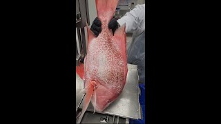 Red Snapper Fish CuttingBandsaw Machinshorts [upl. by Ujawernalo]