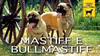 MASTIFF e BULLMASTIFF Trailer documentario [upl. by Anha532]