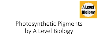 Photosynthetic Pigments  A Level Biology [upl. by O'Gowan]