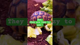 My tortoise ms are now lazy to eat food animallover tortoise shorts [upl. by Nylkcaj]