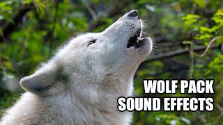 Wolf Sound Effect 🐺 Wolf Pack Sounds 🐺 Wolves Howling [upl. by Lekar]