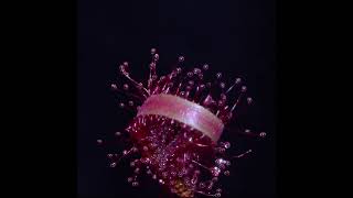 Carnivorous Plant Time Lapse Drosera capensis Sundew [upl. by Yenterb]