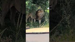 🇰🇪 Maasai Mara National Reserve part 2  Kenya 🇰🇪 [upl. by Werna]