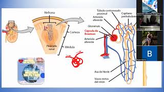 HISTOLOGÍA  SISTEMA URINARIO PARTE II [upl. by Lipkin788]