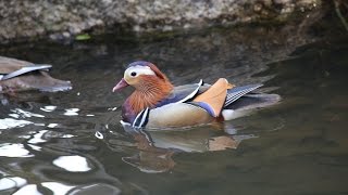 Mandarin Duck 화담숲 원앙새 HD [upl. by Ayekam]