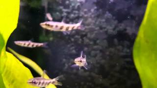 Nannostomus espei wild bij Aquarium Speciaalzaak Utaka [upl. by Aierb]