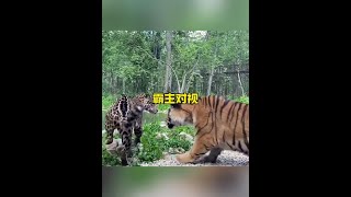 老虎與美洲虎的緊張對峙解說版動物世界 野生動物零距離 [upl. by Carina318]