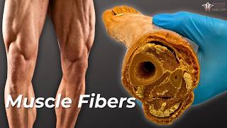 How Your Muscle Fibers Change With Exercise [upl. by Nelyag]