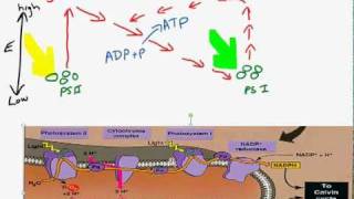 Cyclic and noncyclic photophosphorylationmp4 [upl. by Hollister255]