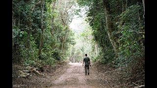 WanderingThru Odzala  Congo Rainforest [upl. by Henryk290]