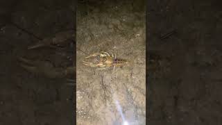 Big crawdaddy chillin 🦞 outdoors naturelovers fishing [upl. by Droffilc]