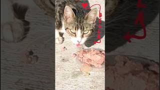 20241025BELLA😻 cat stray kitten cute catlover cutecat beautifulkitty [upl. by Poppo629]