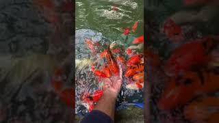 Fish Almost ate My Fingers 😱 [upl. by Telrahc]