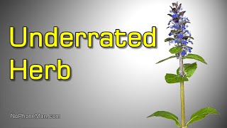 Ajuga Reptans Bugle or Bugleweed  Edible Herb with Medicinal Uses [upl. by Bryn]