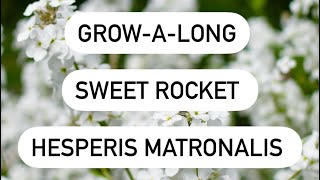 Sweet Rocket Hesperis matronalis [upl. by Church206]