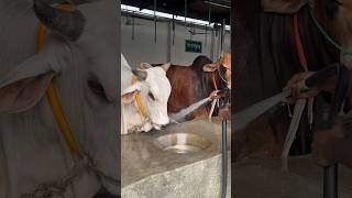 Sahara Agro is cleaned daily with their clean water in the morning cleaning bulls shortviral cow [upl. by Adnilahs482]