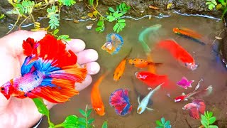 Amazing Catching Goldfish Koi Fish Ornamental Fish Frogs or American Turtle  Made forfish 9 [upl. by Bainbridge]