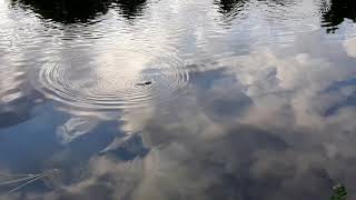 Platypus Ornithorhynchus anatinus surface at meander river [upl. by Ahsirk433]